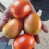F-1 CAPTAN (Hybrid Tomato)