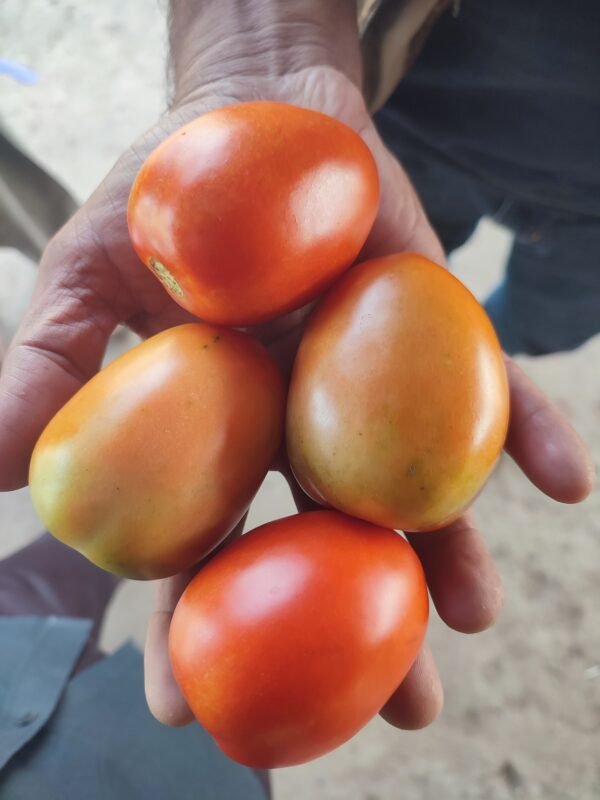 F-1 CAPTAN (Hybrid Tomato)