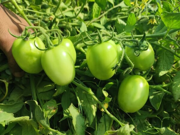 F-1 CAPTAN (Hybrid Tomato)