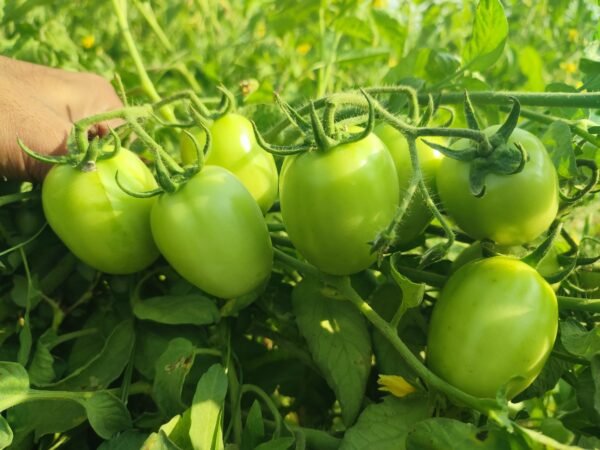 F-1 LAVA (Hybrid Tomato)