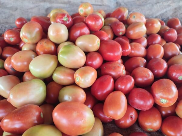 F-1 LAVA (Hybrid Tomato)