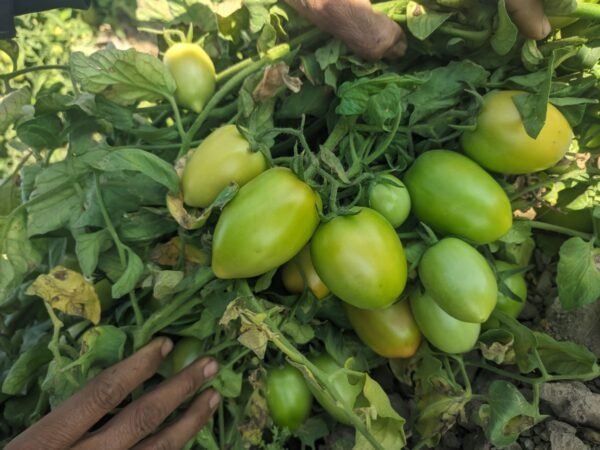 F-1 LAVA (Hybrid Tomato)